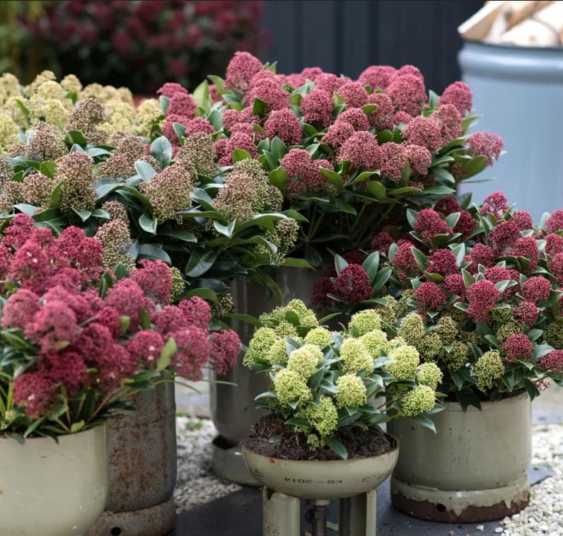 Tuinplanten