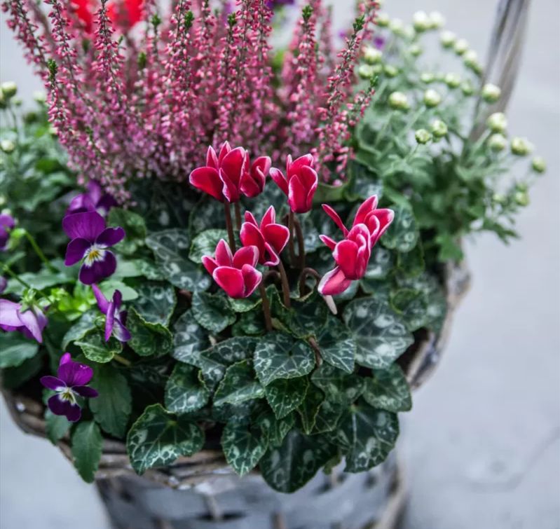 Plantenarrangementen