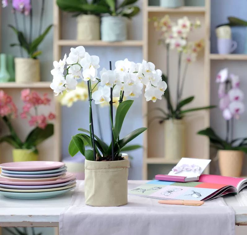 Orchideeën