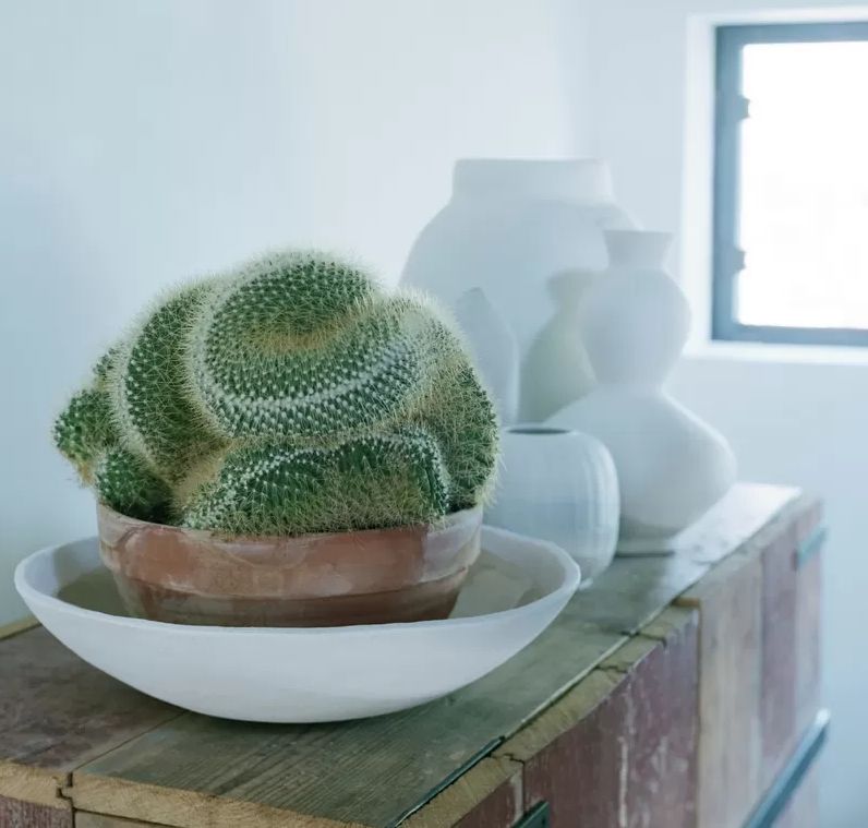 Cactussen en succulenten